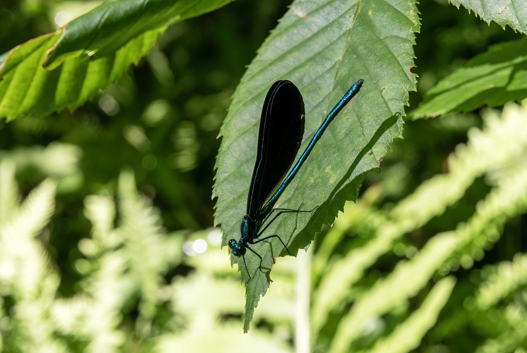 /gallery/north_america/USA/Vermont/bristol/Ebony Jewelwing Dragonfly 2024-002_med.jpg